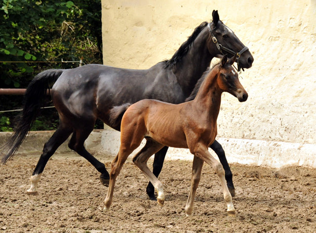 Hengstfohlen von Saint Cyr u.d. Little Love xx - Foto: Beate Langels