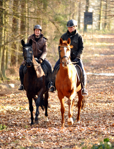 17. Februar 2016  - Foto: Beate Langels -
Trakehner Gestt Hmelschenburg