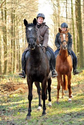 17. Februar 2016  - Foto: Beate Langels -
Trakehner Gestt Hmelschenburg