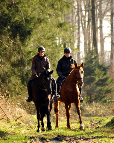 17. Februar 2016  - Foto: Beate Langels -
Trakehner Gestt Hmelschenburg