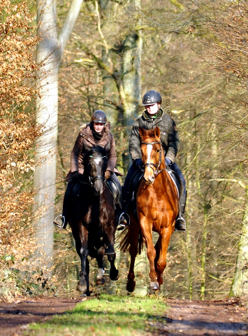 17. Februar 2016  - Foto: Beate Langels -
Trakehner Gestt Hmelschenburg