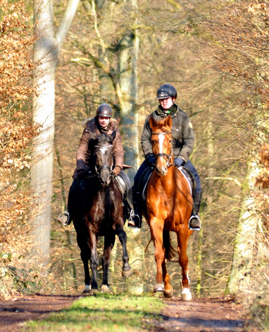 17. Februar 2016  - Foto: Beate Langels -
Trakehner Gestt Hmelschenburg