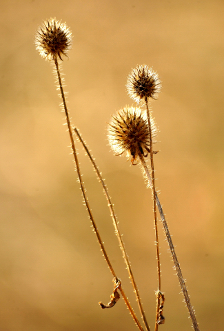 17. Februar 2016 - Foto: Beate Langels -
Trakehner Gestüt Hämelschenburg