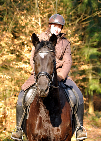 17. Februar 2016  - Foto: Beate Langels -
Trakehner Gestt Hmelschenburg