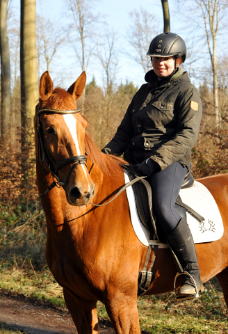 17. Februar 2016  - Foto: Beate Langels -
Trakehner Gestt Hmelschenburg