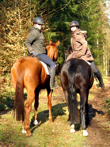 17. Februar 2016  - Foto: Beate Langels -
Trakehner Gestt Hmelschenburg