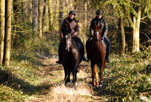 17. Februar 2016  - Foto: Beate Langels -
Trakehner Gestt Hmelschenburg