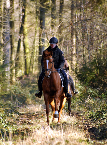 17. Februar 2016  - Foto: Beate Langels -
Trakehner Gestt Hmelschenburg