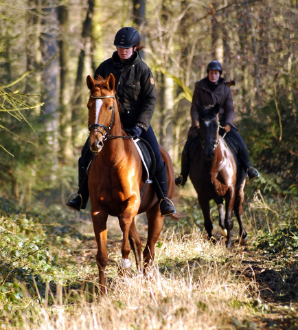 17. Februar 2016  - Foto: Beate Langels -
Trakehner Gestt Hmelschenburg