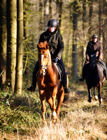 17. Februar 2016  - Foto: Beate Langels -
Trakehner Gestt Hmelschenburg