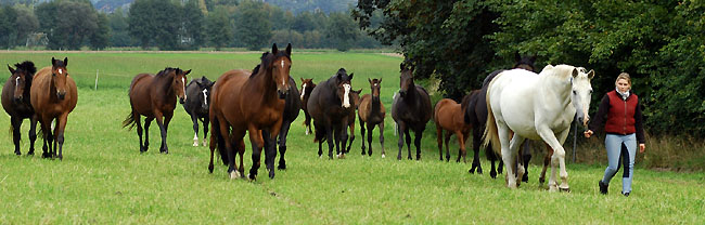 The Hmelschenburg mares in September 2008 - with Darja Spilger