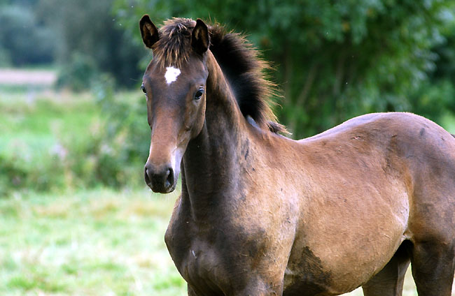 Trakehner Colt by Meralkik out of Schwalbenflair by Exclusiv - September 2008
