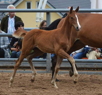 Hengstfohlen von High Motion x Goldschmidt