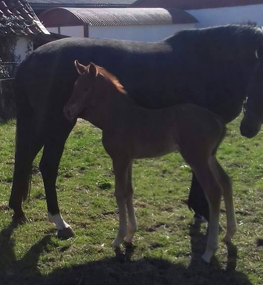 Trakehner Stutfohlen von Markus Deak xx u.d. Goltzburg v. Latimer u.d. Goldduca v. Anduc, Foto: Knees