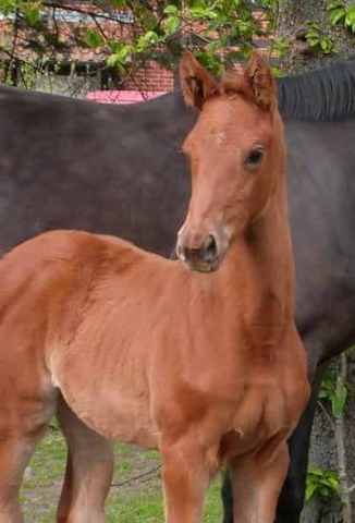 Trakehner Stutfohlen von Markus Deak xx u.d. Goltzburg v. Latimer u.d. Goldduca v. Anduc, Foto: Knees