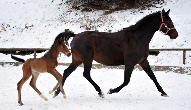 3 Tage alt: Trakehner Hengstfohlen von Showmaster u.d. Kaiserspiel v. Exclusiv, Gestt Hmelschenburg - Beate Langels