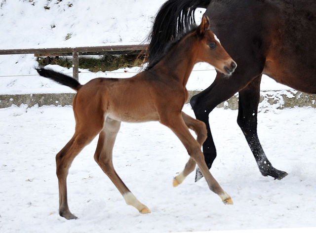 3 Tage alt: Trakehner Hengstfohlen von Showmaster u.d. Kaiserspiel v. Exclusiv, Gestt Hmelschenburg - Beate Langels