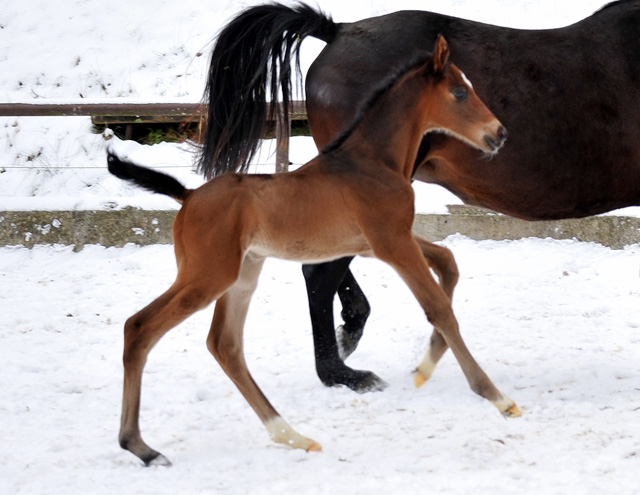 3 Tage alt: Trakehner Hengstfohlen von Showmaster u.d. Kaiserspiel v. Exclusiv, Gestt Hmelschenburg - Beate Langels