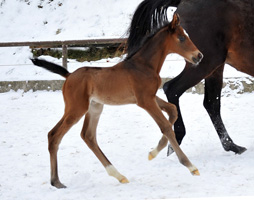 Trakehner Colt by Showmaster out of Kaiserspiel by Exclusiv - Gestt Hmelschenburg - Beate Langels