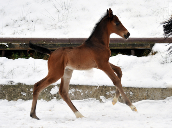 3 Tage alt: Trakehner Hengstfohlen von Showmaster u.d. Kaiserspiel v. Exclusiv, Gestt Hmelschenburg - Beate Langels