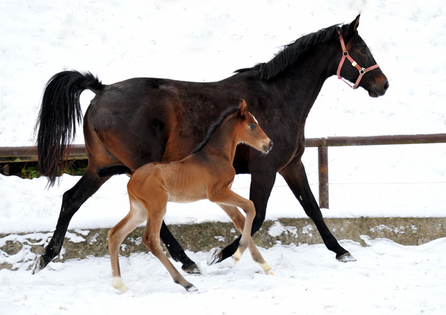 3 Tage alt: Trakehner Hengstfohlen von Showmaster u.d. Kaiserspiel v. Exclusiv, Gestt Hmelschenburg - Beate Langels