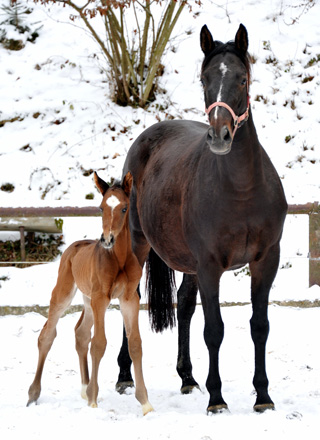 3 Tage alt: Trakehner Hengstfohlen von Showmaster u.d. Kaiserspiel v. Exclusiv, Gestt Hmelschenburg - Beate Langels