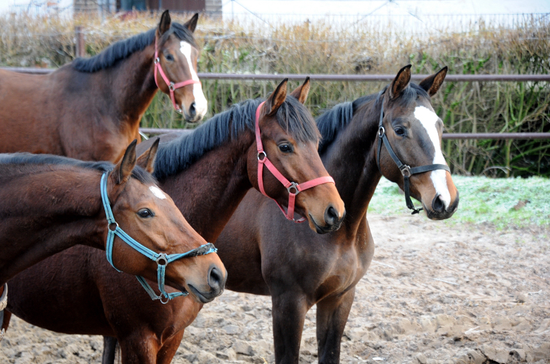 <Unsere Wallache v. High Motion, Imperio und Zauberdeyk  am 18.01.2023 - 
Foto: Beate Langels