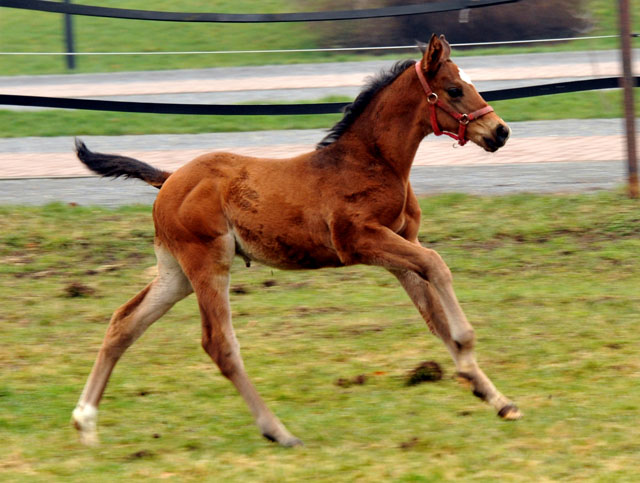 Trakehner colt by Showmaster out of Kaiserspiel by Exclusiv- Trakehner Gestt Hmelschenburg