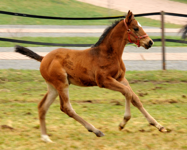 Trakehner colt by Showmaster out of Kaiserspiel by Exclusiv - Trakehner Gestt Hmelschenburg