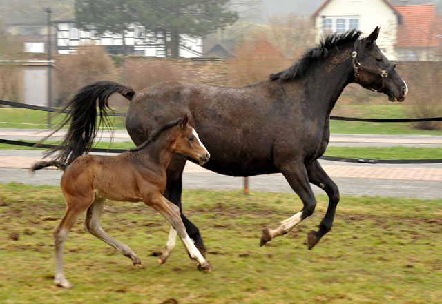 Thirica mit ihrem Stutfohlen von Grand Corazon  - Trakehner Gestt Hmelschenburg