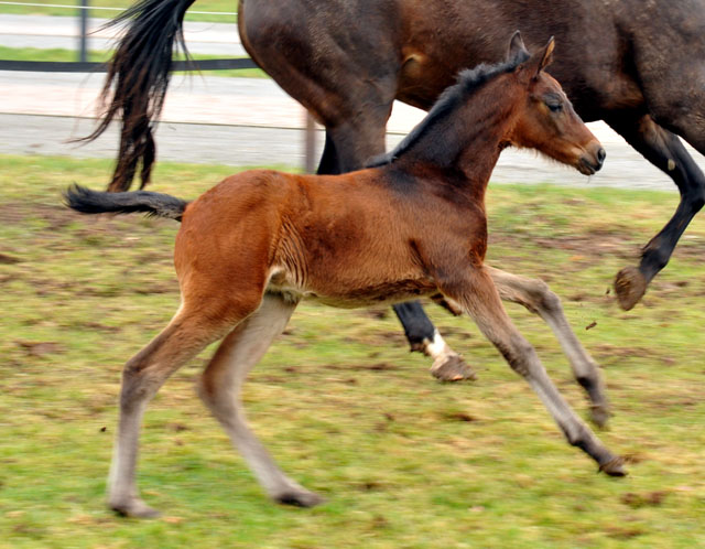 Filly Schwalbensage by Grand Corazn out o. Pr.St. Schwalbenfeder by Summertime - Trakehner Gestt Hmelschenburg