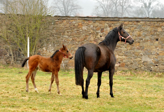 Kaiserspiel mit Hengstfohlen von Showmaster - Trakehner Gestt Hmelschenburg
