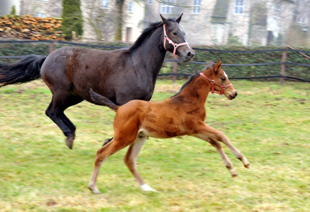 Kaiserspiel mit Hengstfohlen von Showmaster - Trakehner Gestt Hmelschenburg