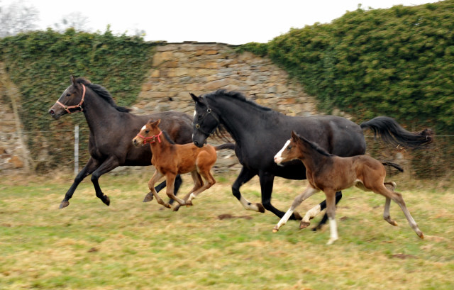 Trakehner colt by Showmaster out of Kaiserspiel by Exclusiv - Trakehner Gestt Hmelschenburg