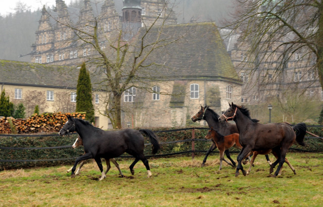 Thirica, Schwalbenfeder und Kaiserspiel - Trakehner Gestt Hmelschenburg