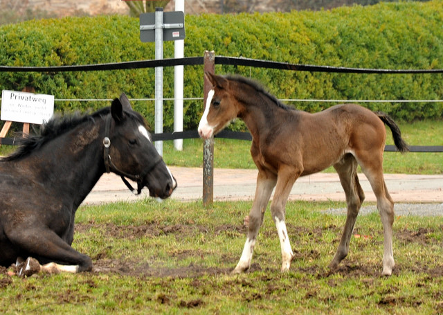 Thirica mit ihrem Stutfohlen von Grand Corazon  - Trakehner Gestt Hmelschenburg