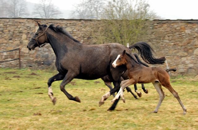 Thirica mit ihrem Stutfohlen von Grand Corazon - Trakehner Gestt Hmelschenburg