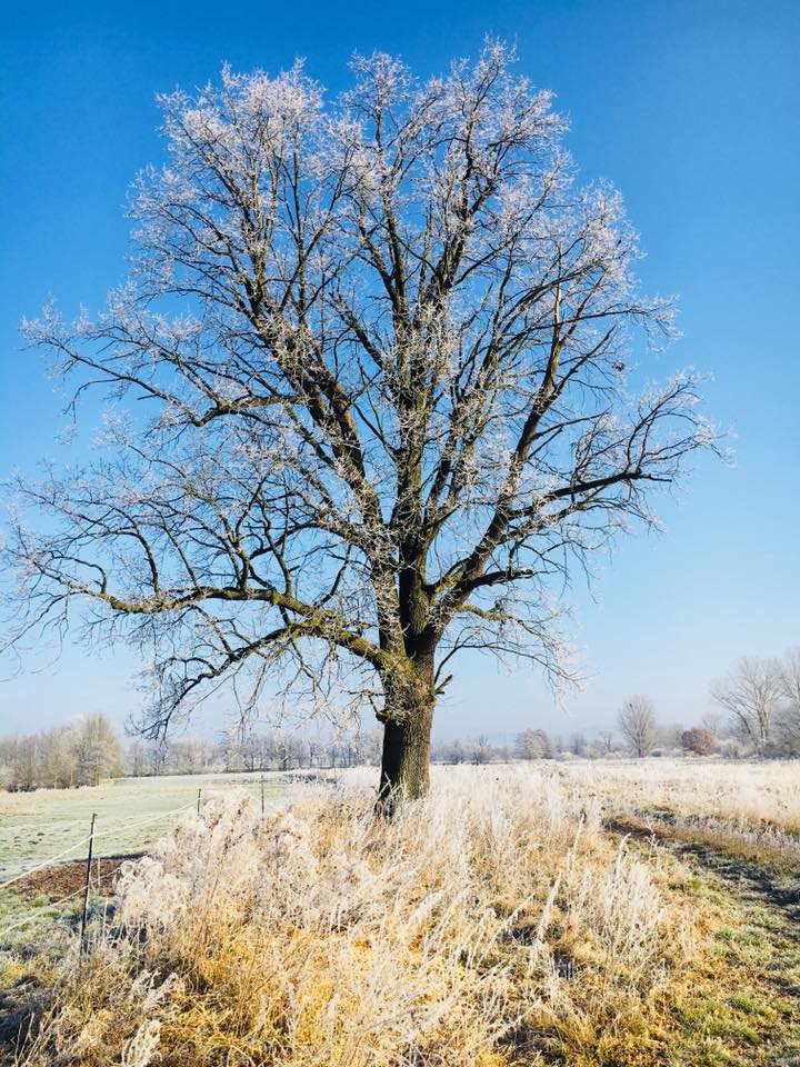  Trakehner Gestt Hmelschenburg - 18. Februar 2018 - Foto: Mia / Beate Langels