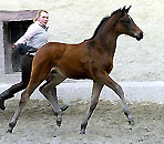 Januar 2009 im Trakehner Gestüt Hämelschenburg
