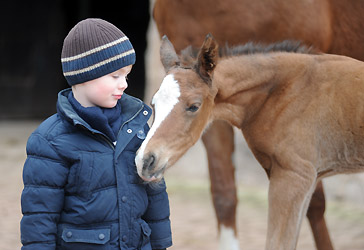 Stutfohlen von Singolo u.d. Pr.u.StPrSt. Klassic v. Freudenfest - Foto: Beate Langels - Trakehner Gestt Hmelschenburg