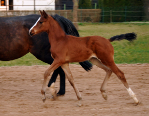 Stutfohlen von Oliver Twist u.d. Prmienstute Rominten v. Manrico - Foto: Beate Langels