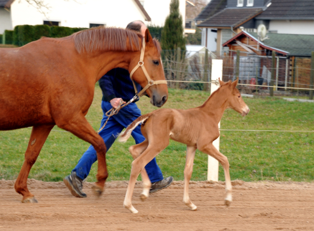 Stutfohlen von Freudenfest u.d. Pr.St. Wolfsfhrte v. Kostolany - Foto: Beate Langels Gestt Hmelschenburg