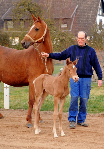 Stutfohlen von Freudenfest u.d. Pr.St. Wolfsfhrte v. Kostolany - Foto: Beate Langels Gestt Hmelschenburg