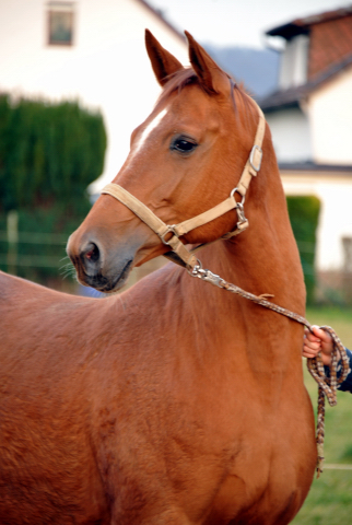 Stutfohlen von Freudenfest u.d. Pr.St. Wolfsfhrte v. Kostolany - Foto: Beate Langels Gestt Hmelschenburg