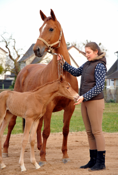 Stutfohlen von Freudenfest u.d. Pr.St. Wolfsfhrte v. Kostolany - Foto: Beate Langels Gestt Hmelschenburg