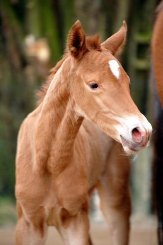 Stutfohlen von Freudenfest u.d. Pr.St. Wolfsfhrte v. Kostolany - Foto: Beate Langels Gestt Hmelschenburg