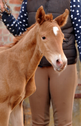 Stutfohlen von Freudenfest u.d. Pr.St. Wolfsfhrte v. Kostolany - Foto: Beate Langels Gestt Hmelschenburg