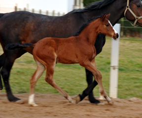 Stutfohlen von Oliver Twist u.d. Prmienstute Rominten v. Manrico - Foto: Beate Langels