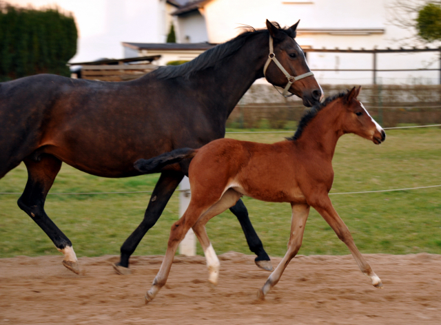 Stutfohlen von Oliver Twist u.d. Prmienstute Rominten v. Manrico - Foto: Beate Langels