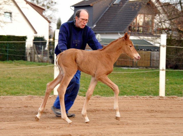 Stutfohlen von Freudenfest u.d. Pr.St. Wolfsfhrte v. Kostolany - Foto: Beate Langels Gestt Hmelschenburg